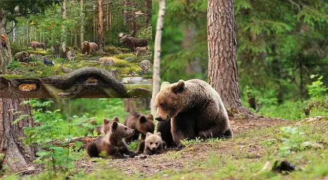 Los animales del bosque se han adaptado a este hábitat. Los animales del bosque se han adaptado a este hábitat.