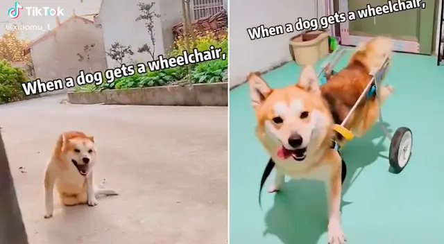 El tierno video se hizo viral en TikTok. El tierno video se hizo viral en TikTok.