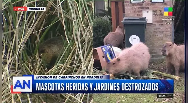 Según medios argentinos, los carpinchos ingresan a los jardines y patios de las viviendas y rompen plantas, incluso atacan a las mascotas. Foto: captura de AN Según medios argentinos, los carpinchos ingresan a los jardines y patios de las viviendas y rompen plantas, incluso atacan a las mascotas. Foto: captura de AN