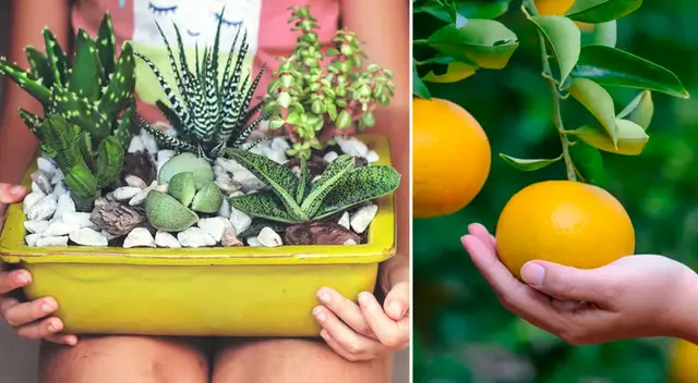 Las plantas son muy importantes para la vida del ser humano.