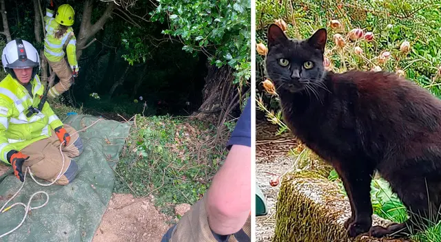 El gatito se convirtió en un héroe. El gatito se convirtió en un héroe.