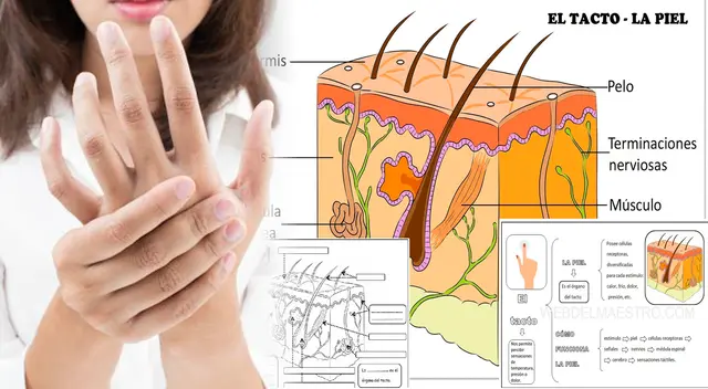 El tacto, sus funciones y partes