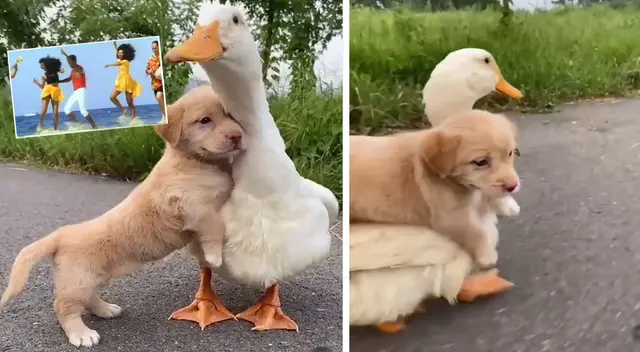Peculiar video del perro y el pato se hizo viral en las redes sociales. Peculiar video del perro y el pato se hizo viral en las redes sociales.