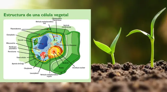 Las plantas son los únicos seres vivos capaces de producir su propio alimento.
