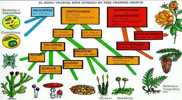 Se dividen en dos grandes grupos: vasculares y no vasculares.