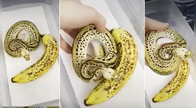 El video se ha vuelto viral en las redes sociales. El video se ha vuelto viral en las redes sociales.