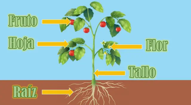 Las flores tienen el rol principal en la distribución de semillas Las flores tienen el rol principal en la distribución de semillas