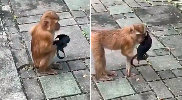 El tierno video del monito se hizo viral en redes sociales. El tierno video del monito se hizo viral en redes sociales.