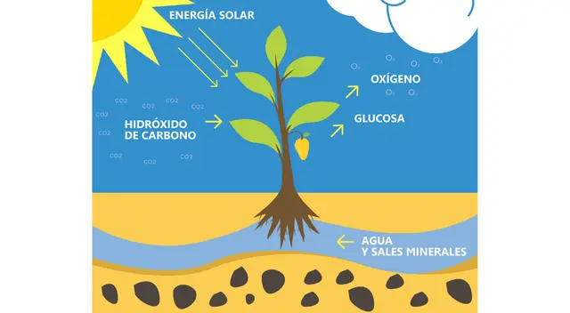 La temperatura es muy importante para la fontosíntesis. Esta no se puede dar en un punto de congelación.