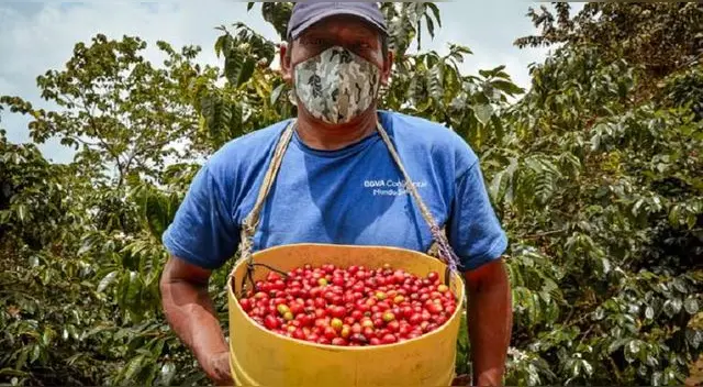 El café peruano en los últimos años se ha convertido en uno de los productos bandera. Foto: Difusión/Referencial El café peruano en los últimos años se ha convertido en uno de los productos bandera. Foto: Difusión/Referencial