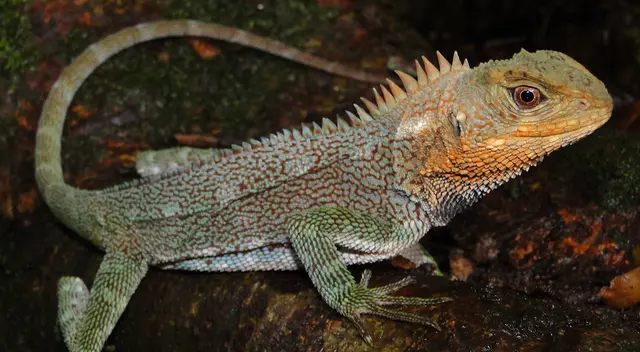 Sernanp: nueva especie de lagartija es descubierta en Tingo María