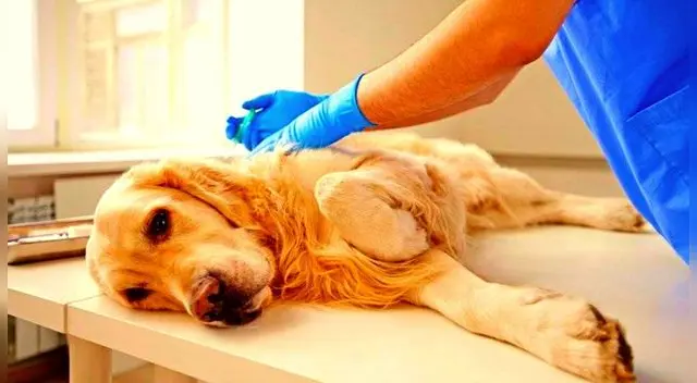 La esterilización disminuye el comportomiento agresivo de algunos perros. La esterilización disminuye el comportomiento agresivo de algunos perros.