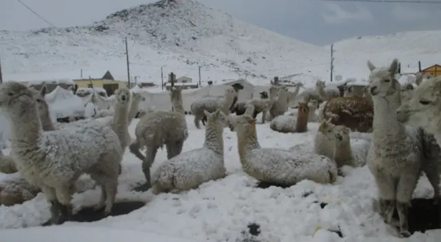 Senamhi: nieve, granizo y fuertes lluvias soportarán 43 provincias de 8 regiones Senamhi: nieve, granizo y fuertes lluvias soportarán 43 provincias de 8 regiones
