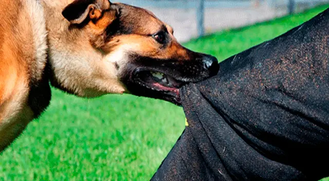 Significado de soñar que me muerde un perro Significado de soñar que me muerde un perro