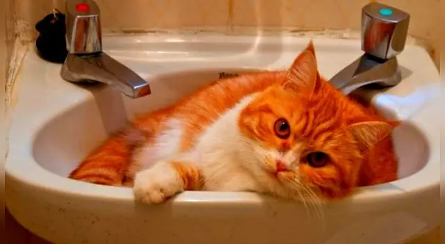 El baño en seco es un alternativa para tu gato.