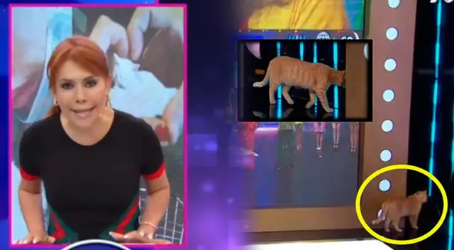 Magaly Medina: Usuarios en Twitter piden adoptar a gatita que vive en su set de ATV. Magaly Medina: Usuarios en Twitter piden adoptar a gatita que vive en su set de ATV.