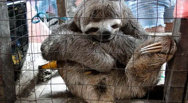 El hombre también trató de comercializar el cuerpo del animal en la misma red social.