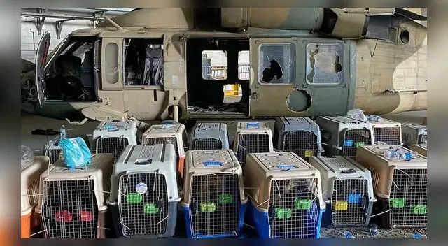 La cuenta oficial de Twitter de la organización publicó una imagen en la que pueden verse decenas de jaulas con los animales. La cuenta oficial de Twitter de la organización publicó una imagen en la que pueden verse decenas de jaulas con los animales.