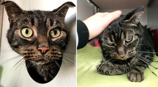 La mascota pesaba apenas 2.6 kilogramos.