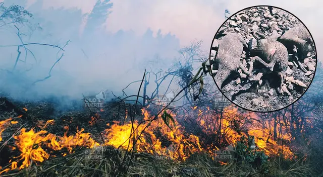 Incendio forestal también acaba con vida silvestre del lugar. Incendio forestal también acaba con vida silvestre del lugar.