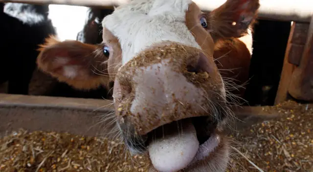 La enfermedad de Creutzfeldt-Jackob es una patología neurodegenerativa sin cura. La enfermedad de Creutzfeldt-Jackob es una patología neurodegenerativa sin cura.