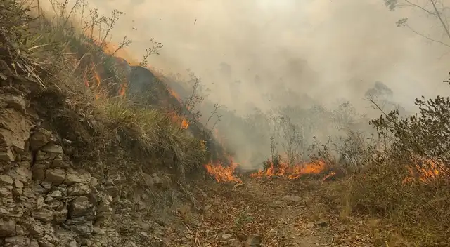 Fuego arrasó con bosques naturales. Ayer logró ser controlado.