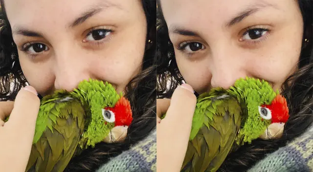 Lorito 'Piquito' Lorito 'Piquito'