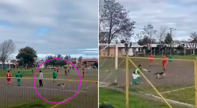 El perrito callejero sorprendió a los presentes con su habilidad para el fútbol. El perrito callejero sorprendió a los presentes con su habilidad para el fútbol.