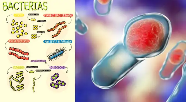 Estas bacterias pueden causarnos infecciones.