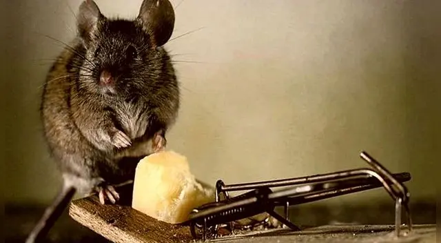 Debes interpretar los sueños con ratas según las circunstancias de tu vida.