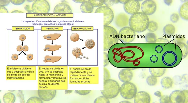 Su reproducción siempre es asexual. Su reproducción siempre es asexual.