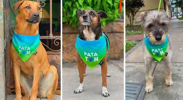 El evento se podrá seguir desde la página oficial de Facebook de la organización y el canal de YouTube Patatón Virtual 2021. El evento se podrá seguir desde la página oficial de Facebook de la organización y el canal de YouTube Patatón Virtual 2021.