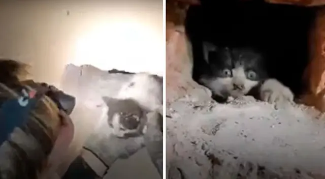 Los gatitos fueron rescatados tras una dura intervención. Los gatitos fueron rescatados tras una dura intervención.