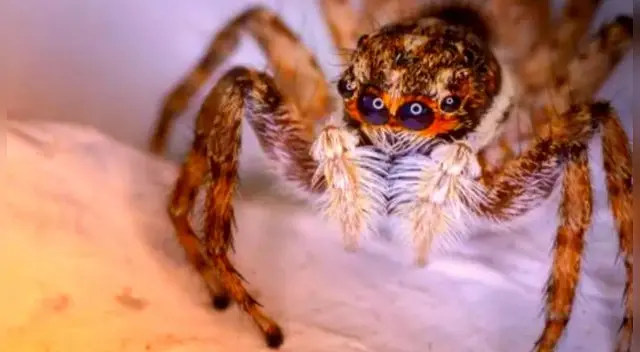 El soñar con arañas no responde a presagio negativo en tu vida. El soñar con arañas no responde a presagio negativo en tu vida.