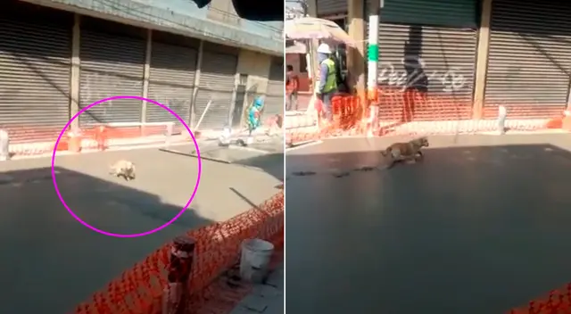 Los usuarios de TikTok dejaron algunos comentarios referidos a la travesura del perrito.