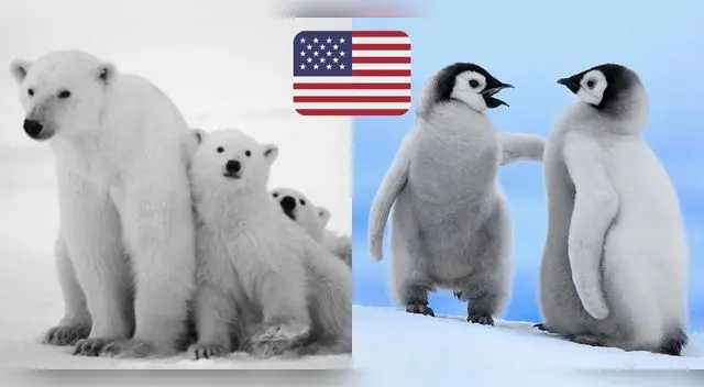 Joe Biden frenó perforaciones petroleras en área protegida de osos y caribúes, en Alaska.