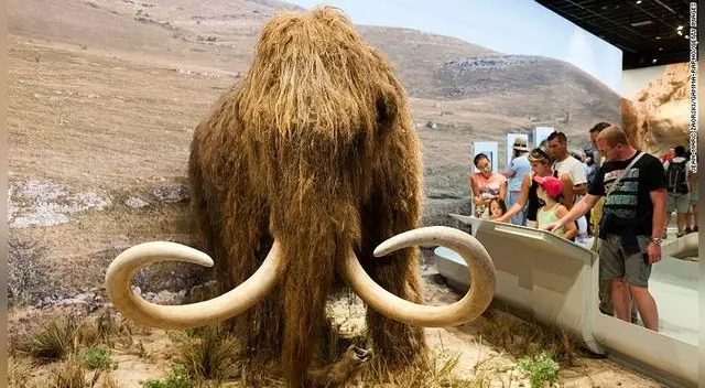 ¿Podrán? El milenario mamut lanudo podría ser resucitado por este grupo de genetistas. ¿Podrán? El milenario mamut lanudo podría ser resucitado por este grupo de genetistas.