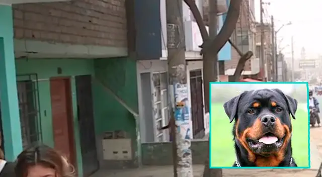 Perro de raza rottweiler ataca a pequeña en SJL.