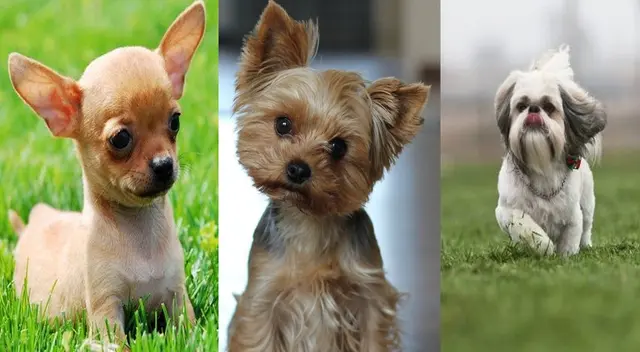 Estos perritos deben tener un cuidado especial. Estos perritos deben tener un cuidado especial.