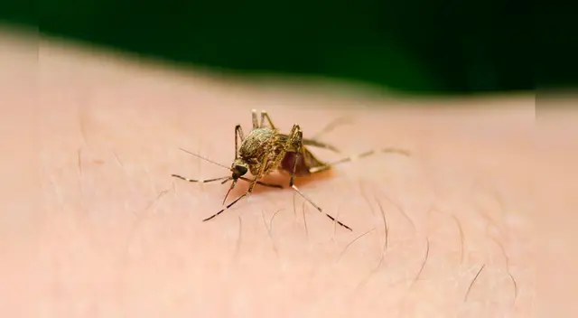 Especialistas indican que mediante test de bajo costo se puede facilitar la detección del parásito. Especialistas indican que mediante test de bajo costo se puede facilitar la detección del parásito.