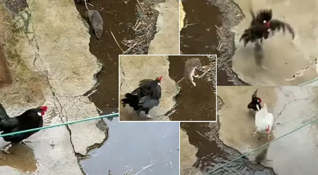 Peculiar video de la pelea se hizo viral en las redes sociales. Peculiar video de la pelea se hizo viral en las redes sociales.