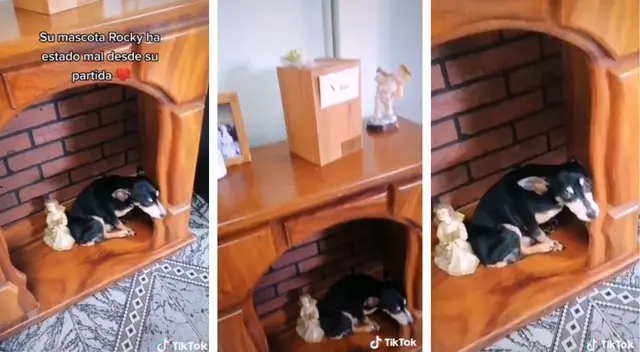 Tiktok: perro no se quiere separar de las cenizas de su dueño fallecido. Foto: Captura de pantalla