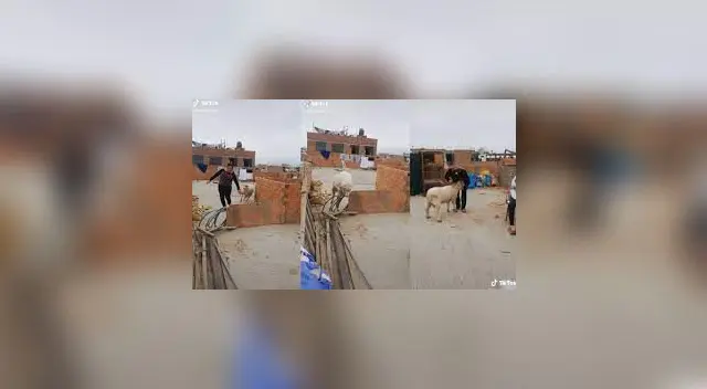 Familia peruana cría una oveja en su techo y se convierte en su mejor amigo. Foto: captura TikTok