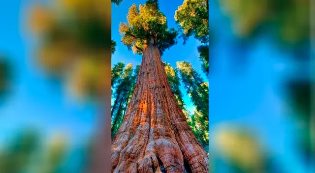El 'General Sherman', de más de 2 300 años, tiene 84 metros de altura y 31 metros de diámetro a nivel del suelo.