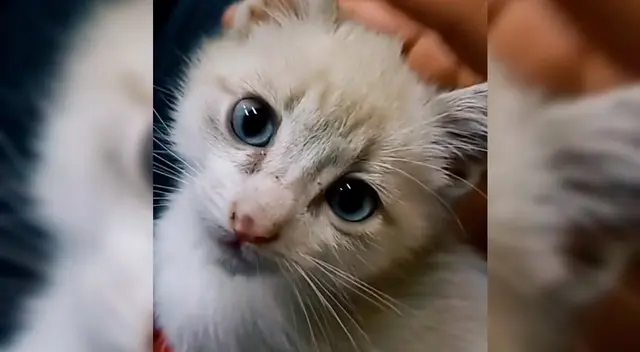 El joven se llevó al gatito a su casa.