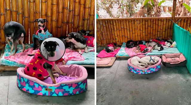 Si estás interesado en adoptar uno, puedes comunicarte a través del correo adoptaunrescatadosurquillano@gmail.com o por medio del WhatsApp 995 086 343.