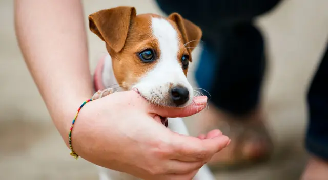 Significado de soñar que me mordió un perro Significado de soñar que me mordió un perro