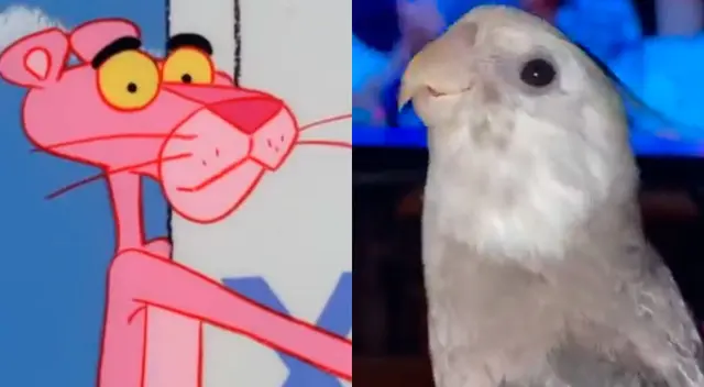 Loro es furor en las redes sociales Loro es furor en las redes sociales