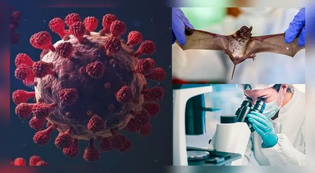 ¿Podría infectar a humanos? Esto dicen los expertos.