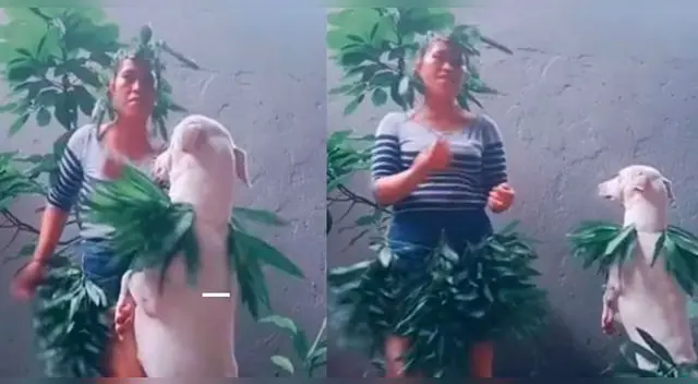 El video se ha vuelto viral en las redes sociales. El video se ha vuelto viral en las redes sociales.